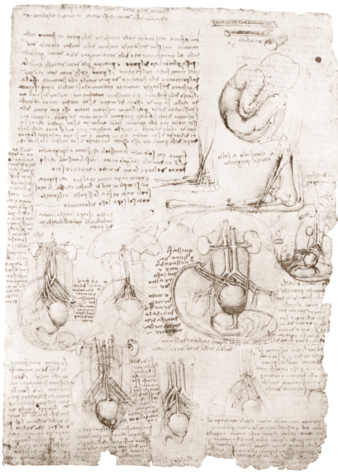 Leonardo+da+Vinci-1452-1519 (777).jpg